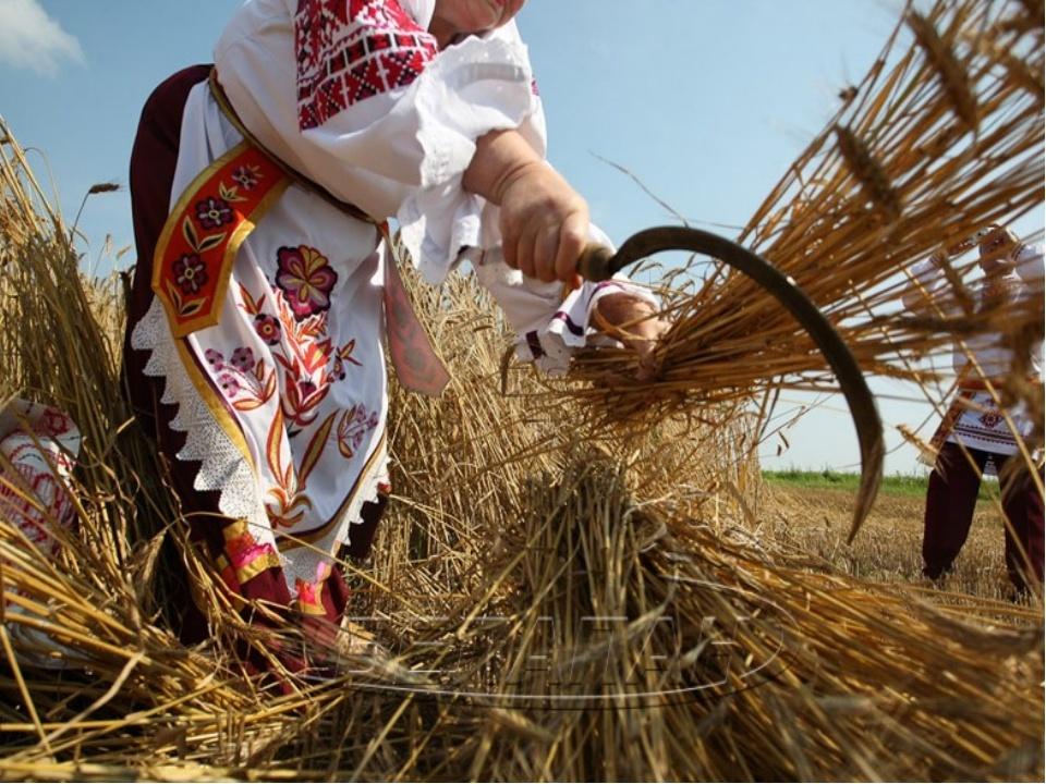 Начало жатвы в старину называли зажинки заверши рисунок окружающий