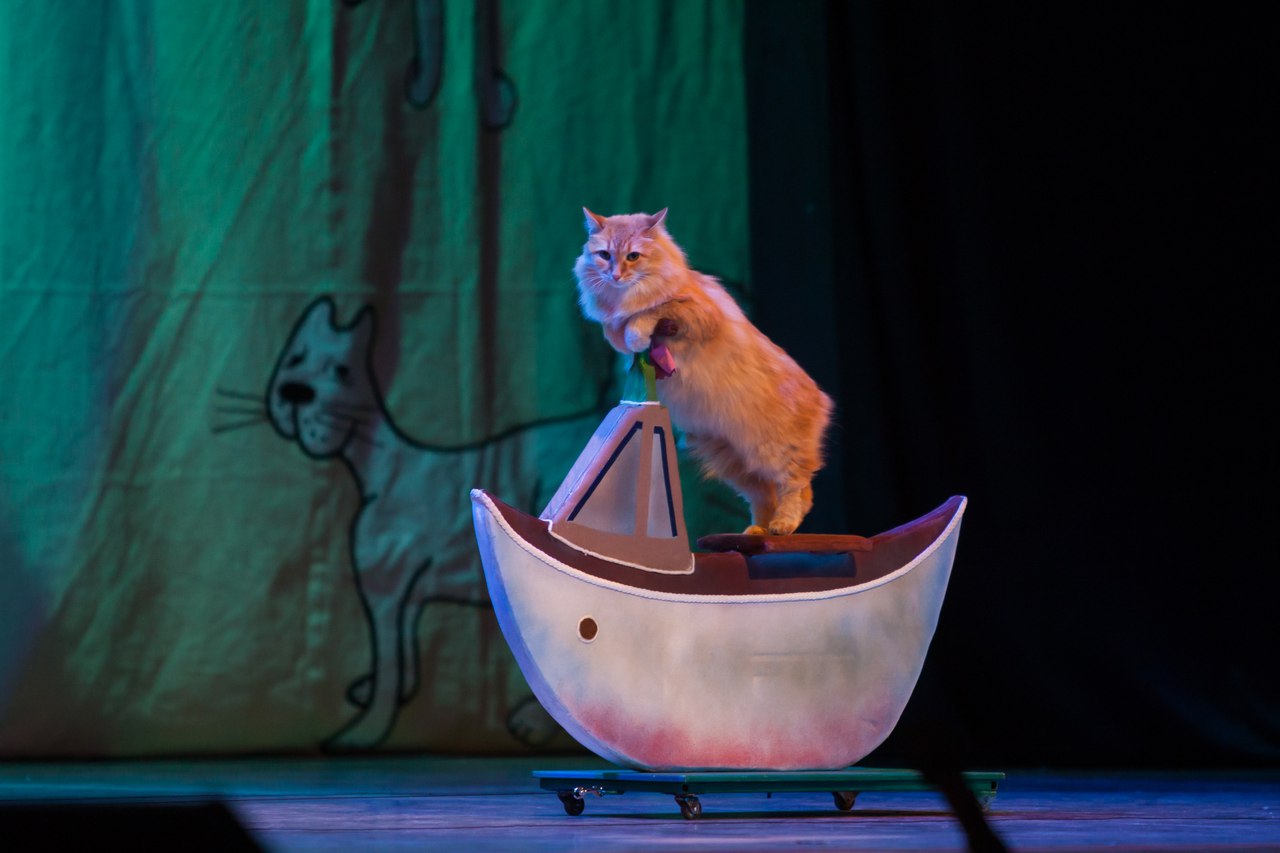 Театр кошек спектакли