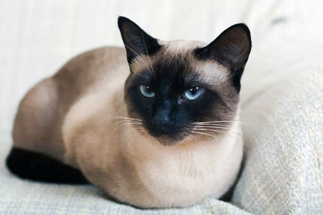 Сиамская кошка